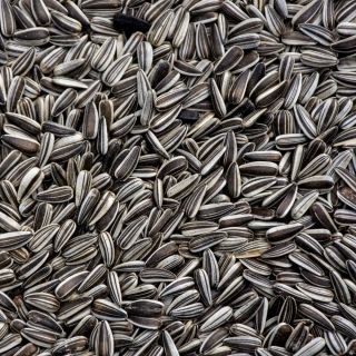 SUNFLOWER SEEDS